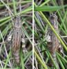 Calliptamus sp.